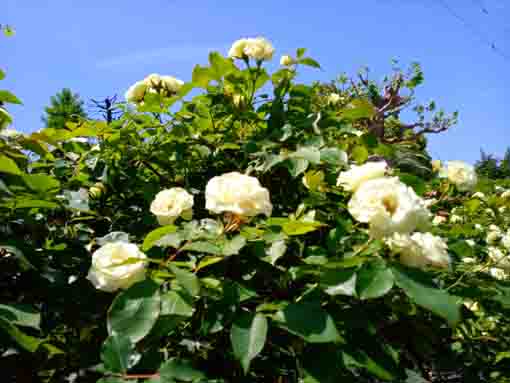 宇喜田東公園青空の下の白いバラ