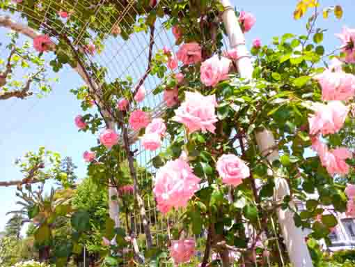 宇喜田東公園青空の下ピンク色のバラ