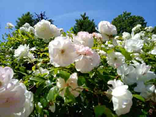 宇喜田東公園の白いバラと青い空