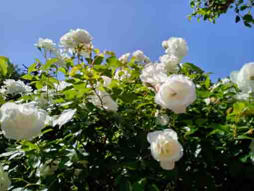 宇喜田東公園に咲く白いバラ