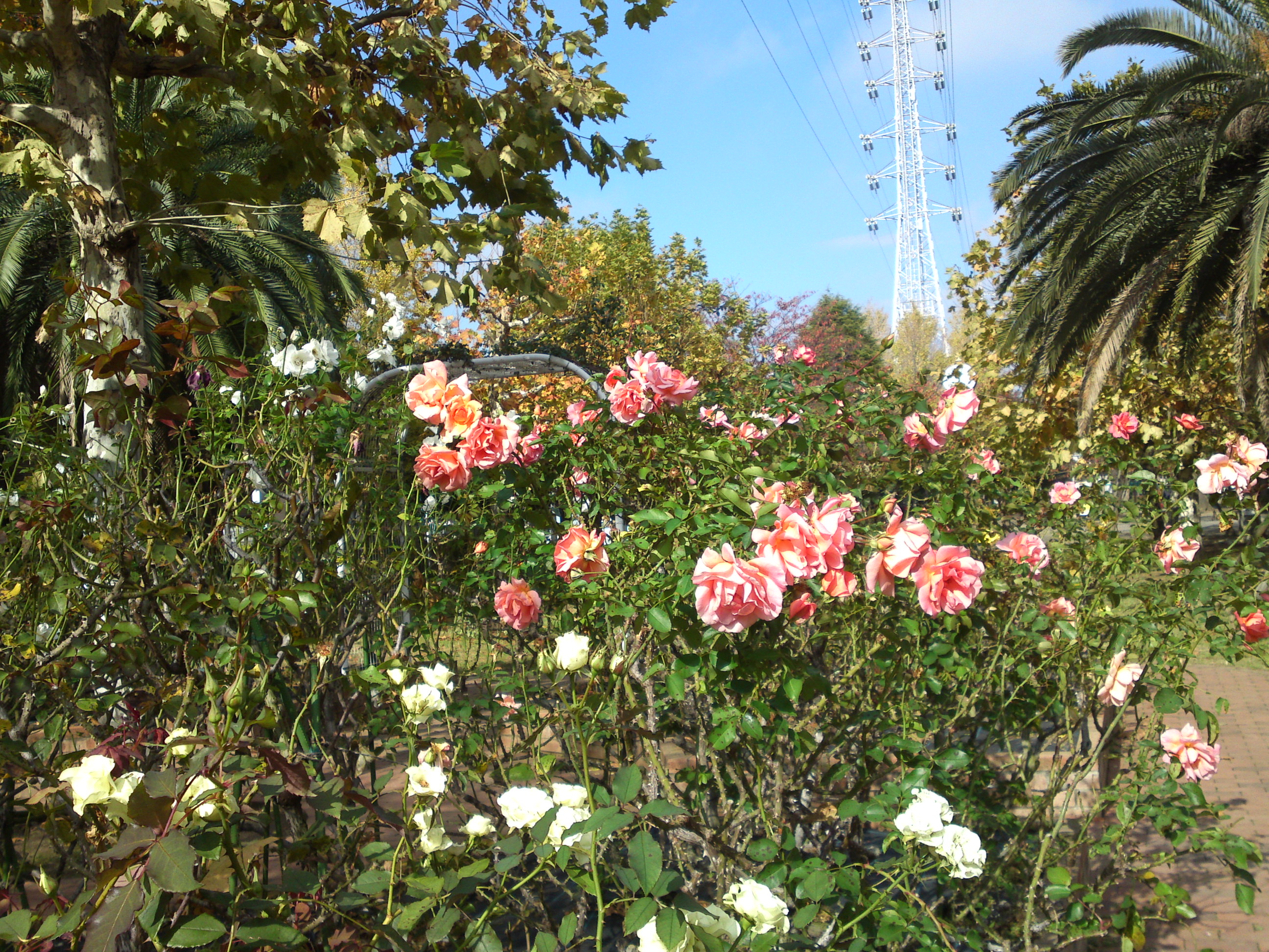 宇喜田東公園に咲く秋バラ2