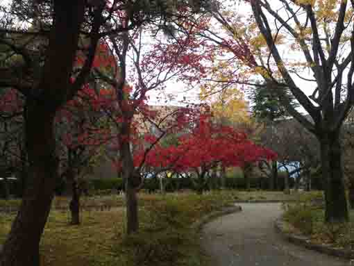 令和元年宇喜田東公園の秋の風景�C