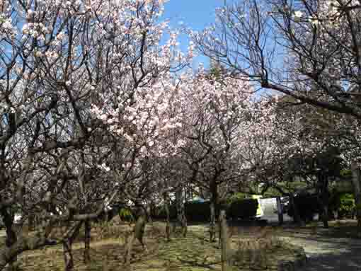 宇喜田東公園の梅園２