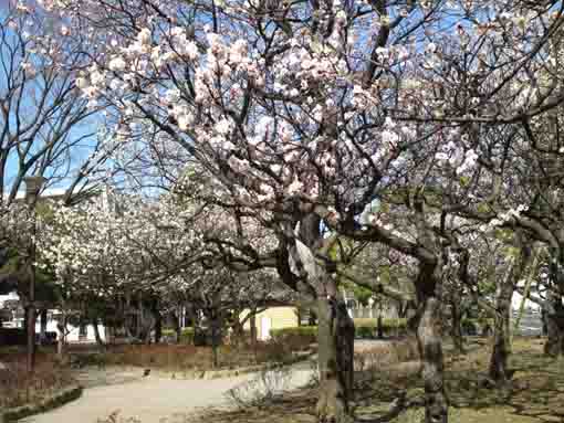 宇喜田東公園の梅園３