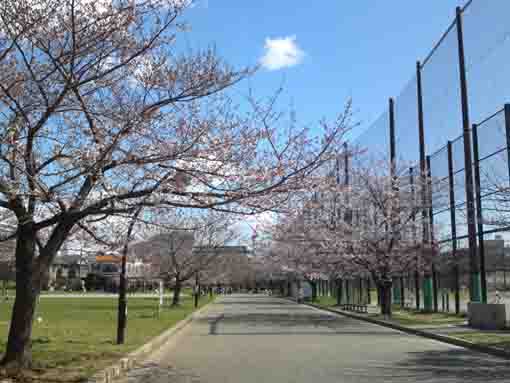 Somei Yoshino Cherry Blossoms in Ukita Park