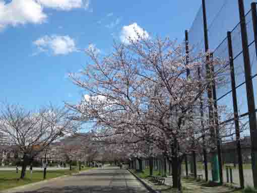 Somei Yoshino Cherry Blossoms by a ground