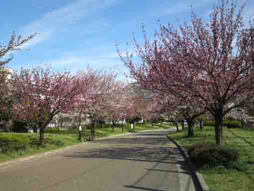 宇喜田公園の八重桜の並木道
