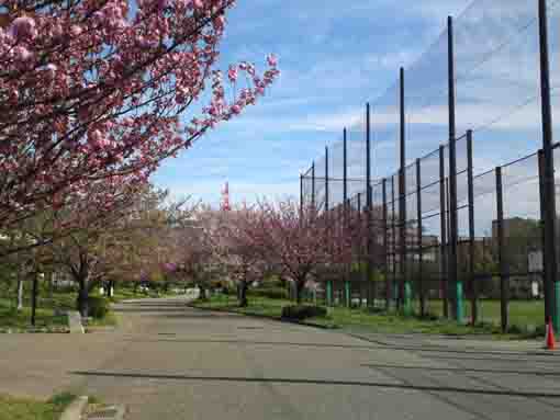 宇喜田公園グランド脇の八重桜の並木道