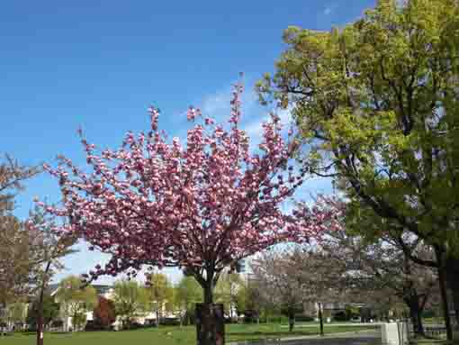 宇喜田公園に咲く八重桜