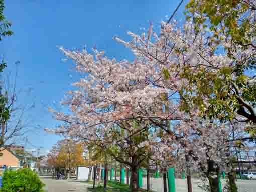 令和３年桜の花に彩られた宇喜田公園�C