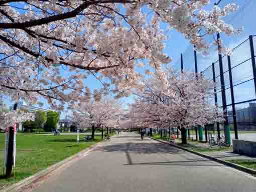 令和３年桜の花に彩られた宇喜田公園�B
