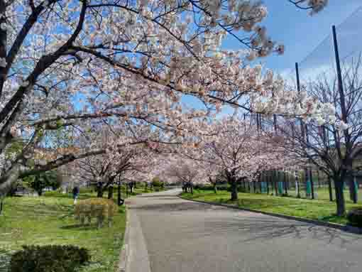 令和３年桜の花に彩られた宇喜田公園�A