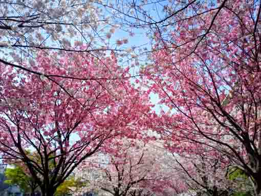 和３年宇喜田公園にある桜の回廊�@