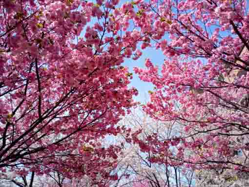 和３年宇喜田公園にある桜の回廊�A