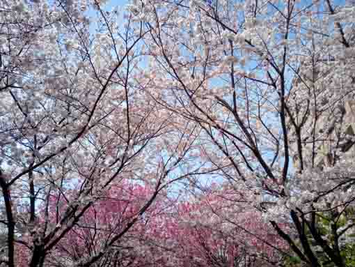 和３年宇喜田公園にある桜の回廊�B