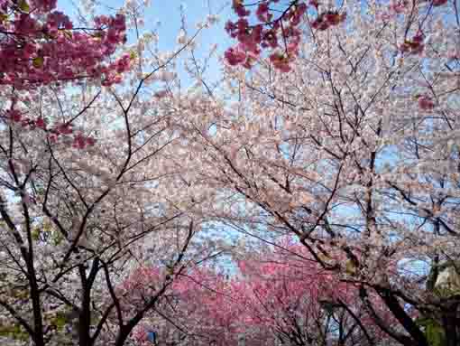 和３年宇喜田公園にある桜の回廊�C