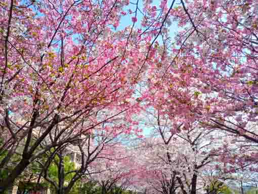 和３年宇喜田公園にある桜の回廊�D