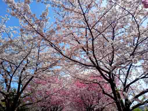 和３年宇喜田公園にある桜の回廊�E