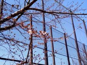 令和３年宇喜田公園の桜の開花１