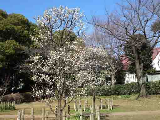 平成３１年コルトン神社脇５分咲きの白梅