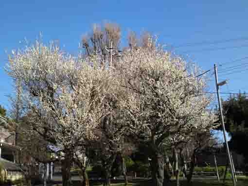 平成３１年じゅん菜池緑地の白梅の巨木
