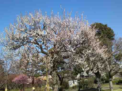 里見公園の梅園３