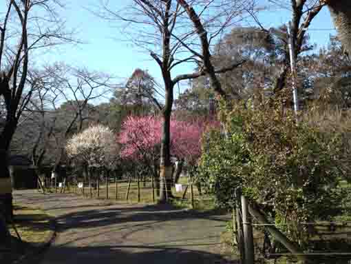 the ume garden in Satomi Park