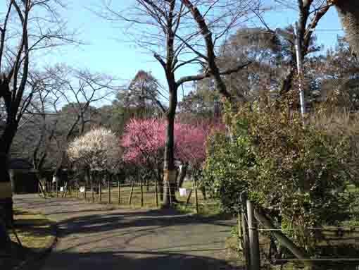 里見公園の梅園