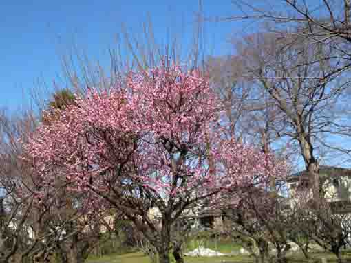 里見公園の梅園２