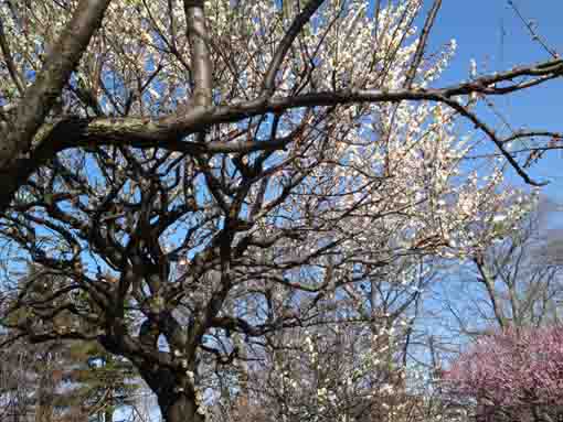 里見公園に咲く白梅