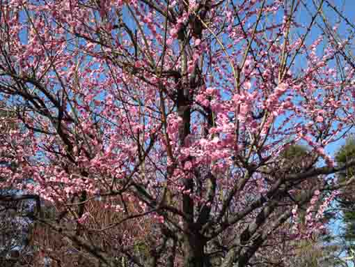 里見公園の梅園４