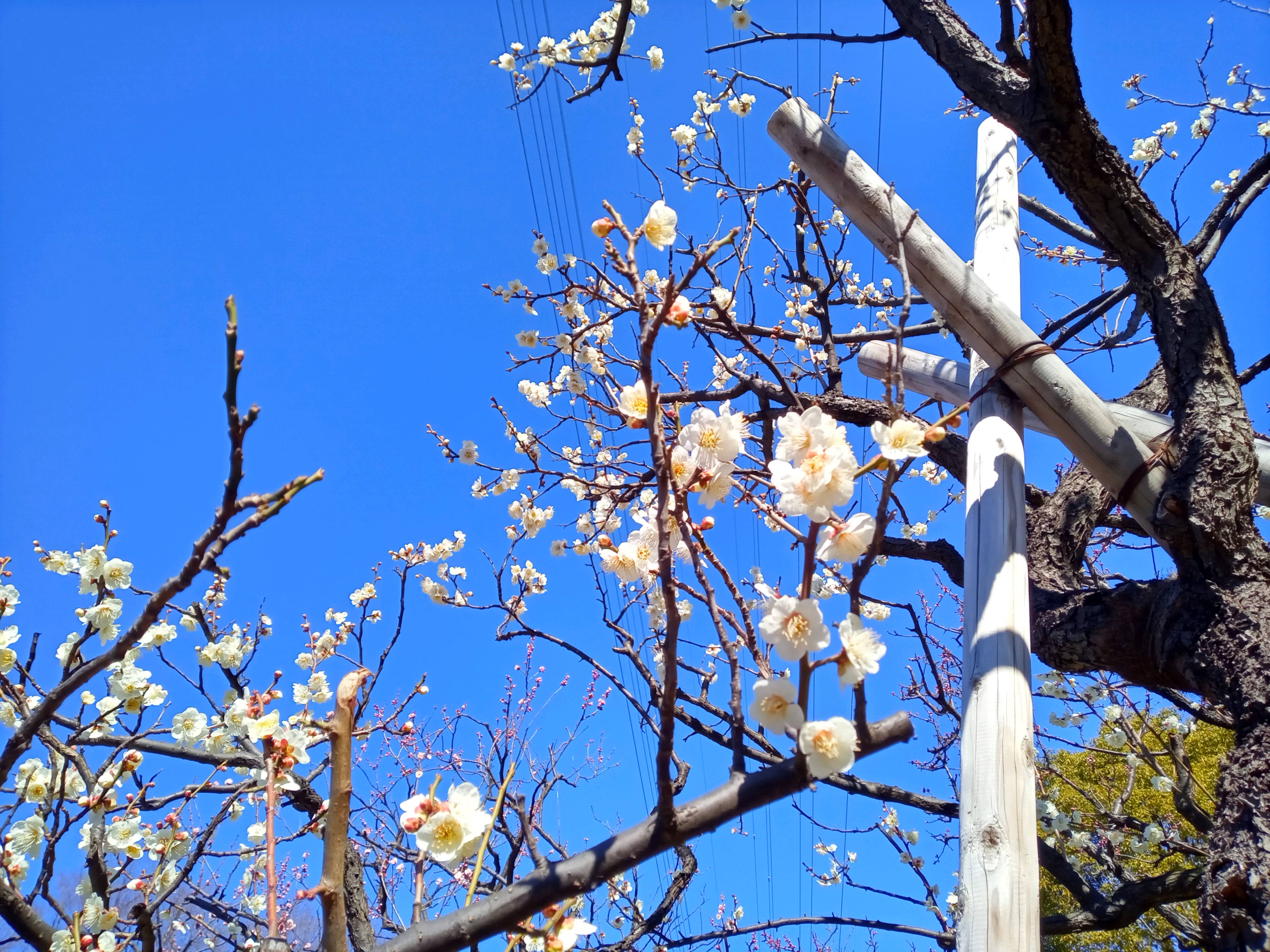 令和５年宇喜田東公園の白梅２