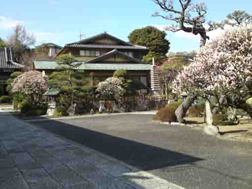 Ume blossoms brooming in Hongyoin