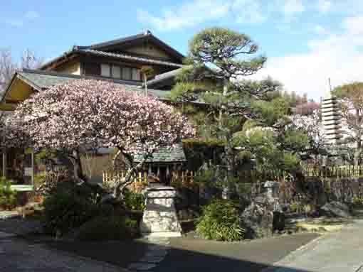 plum blossoms and Hongyoin Temple