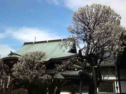 平成３１年遠寿院の白梅の木々