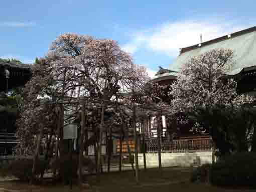 平成３１年遠寿院の古木梅全景