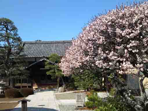 the plum trees in in Hongyoin