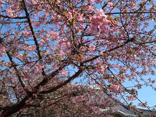 平成３１年浄光寺の河津桜