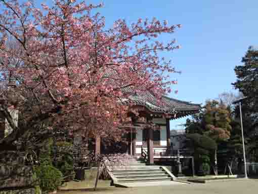 平成３１年浄光寺の早春の花々