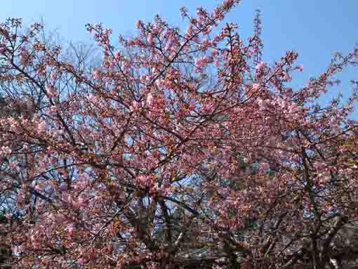 平成３１年浄光寺三分咲きの河津桜