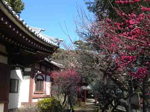 plums blooming in Nakayama Okunoin