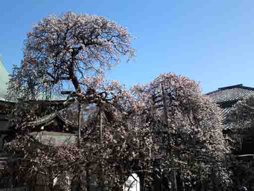 平成３１年青空の下に咲く遠寿院の白梅