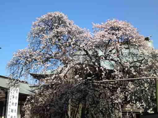 遠壽院古木梅