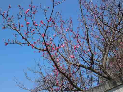 平成３１年礼林寺５分咲きの紅梅