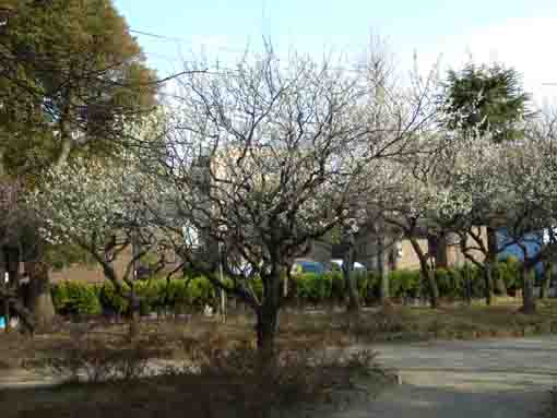 white plums in Ukita Higashi Koen