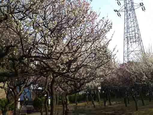 平成３１年宇喜田東公園の梅園と鉄塔