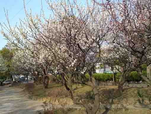 平成３１年宇喜田東公園の梅の木々