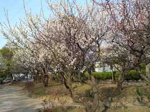 the ume garden in Ukita Higashi Koen