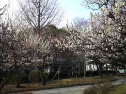 ume blossoms in Ukita Higahi Park