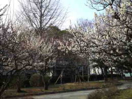 the baien in Ukita Higashi Koen Park 